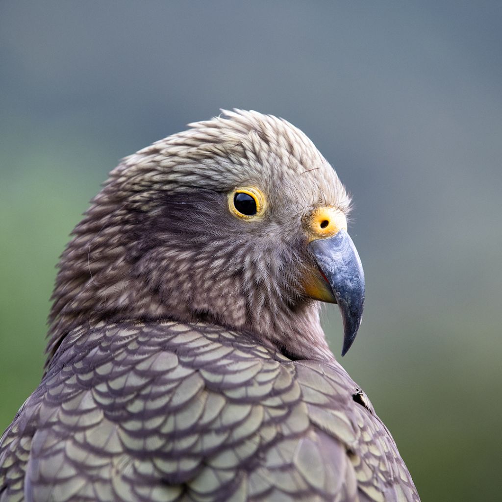 Kea - Milford Sound Wildlife, Southland