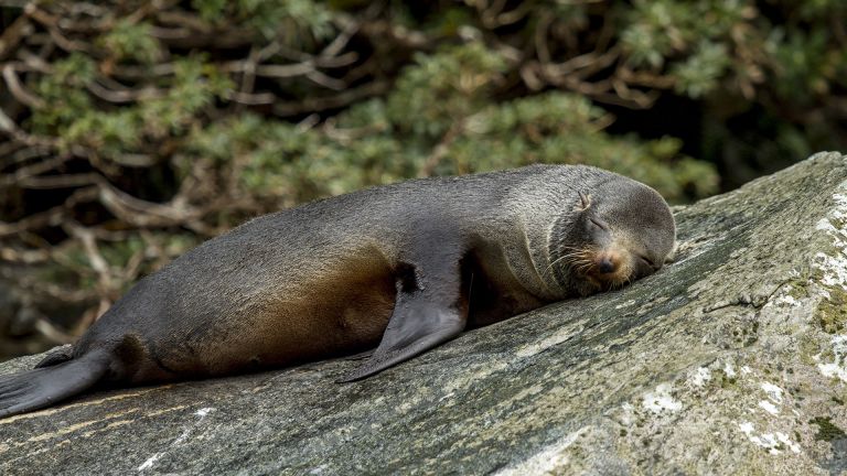 Milford Sound Wildlife - Southland NZ