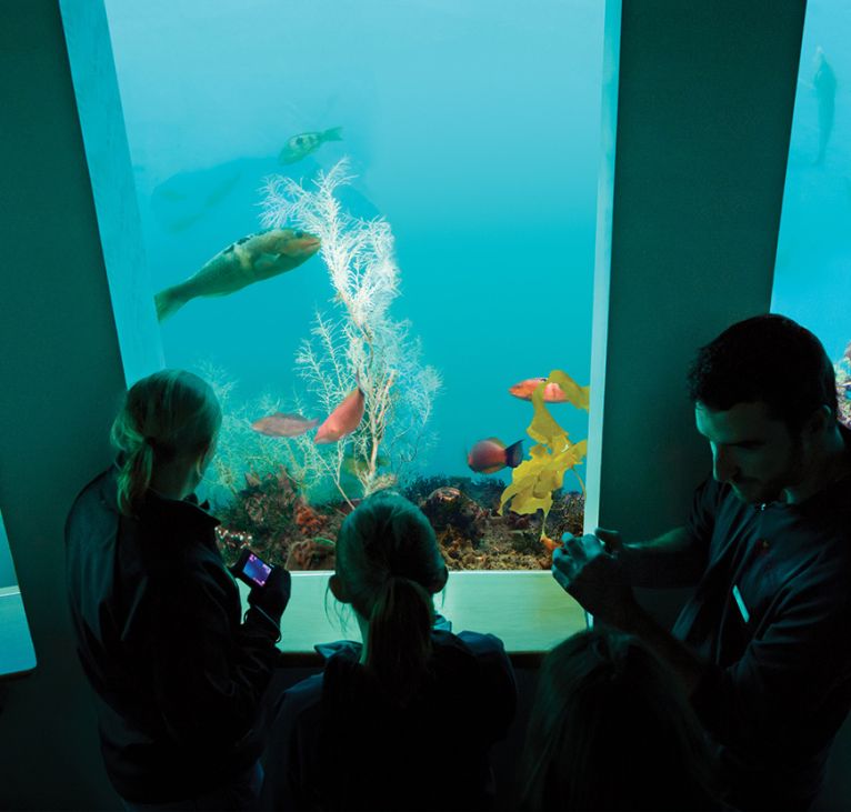 Milford-Sound-Underwater-Observatory