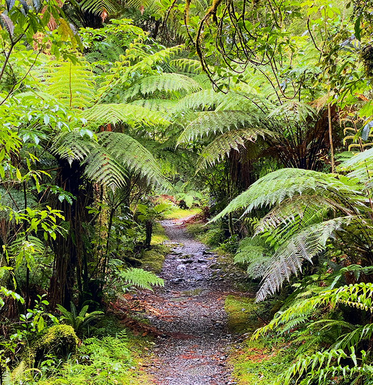 Fiordland National Park and Rainforest