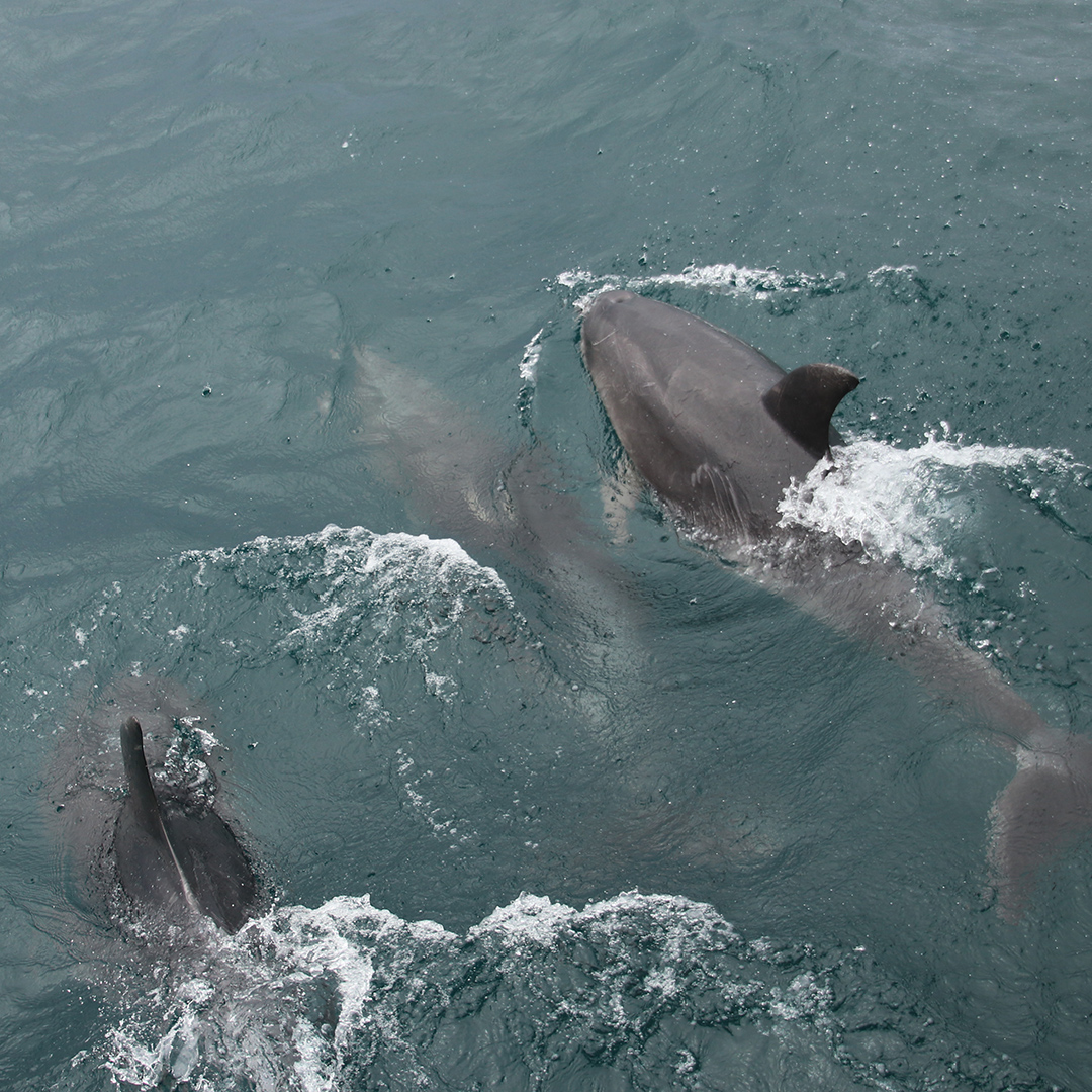 Milford Sound - Haven for Wildlife Lovers - Bottlenose Dolphins