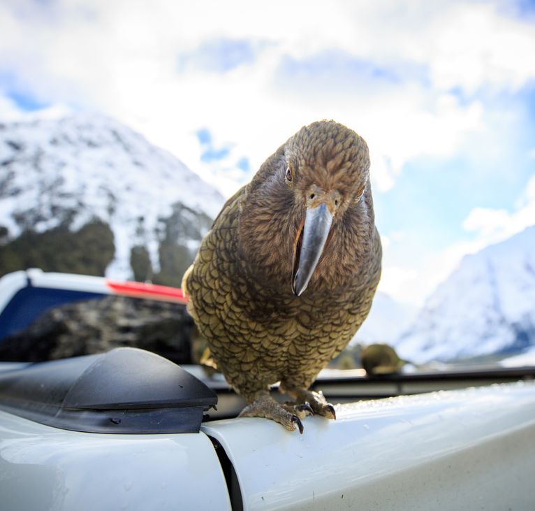 Encounter with Wild Kea - Milford Sound