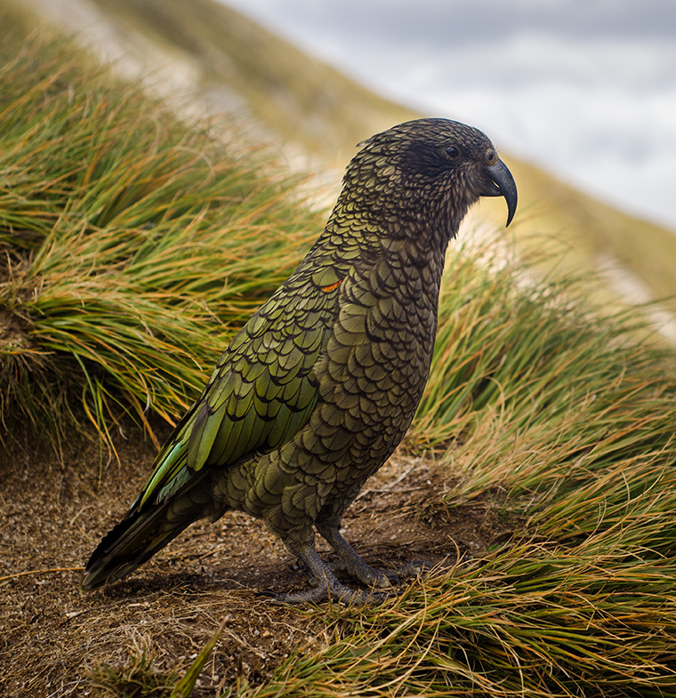 Seeing Kea in the Wild