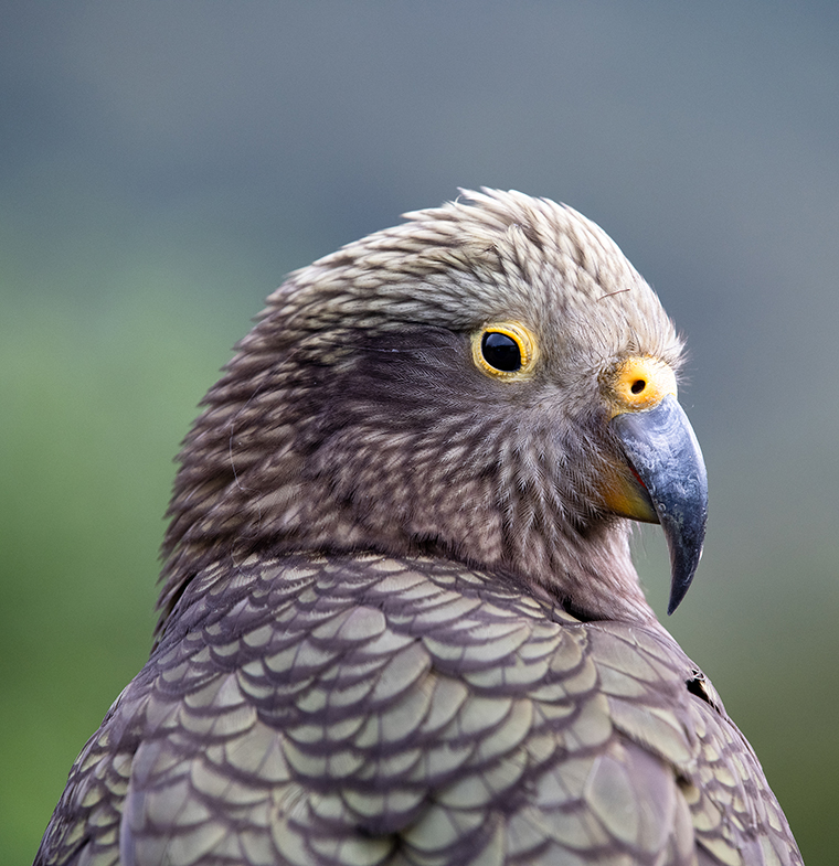 Kea - Southland, New Zealand