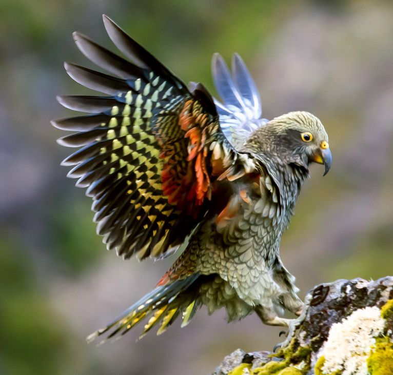 Kea The Clever Clown of the Alps - Milford Sound