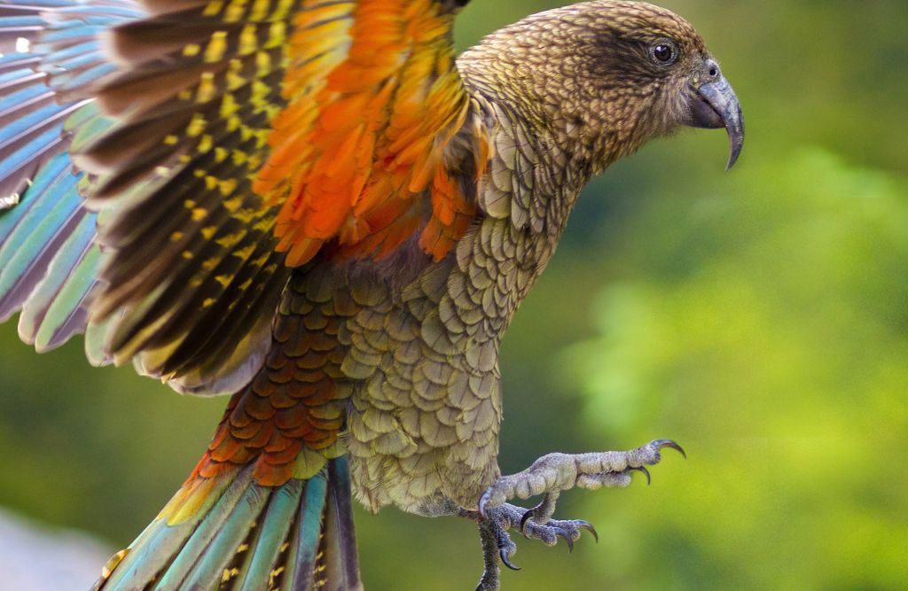 WIld Kea flying in New Zealand