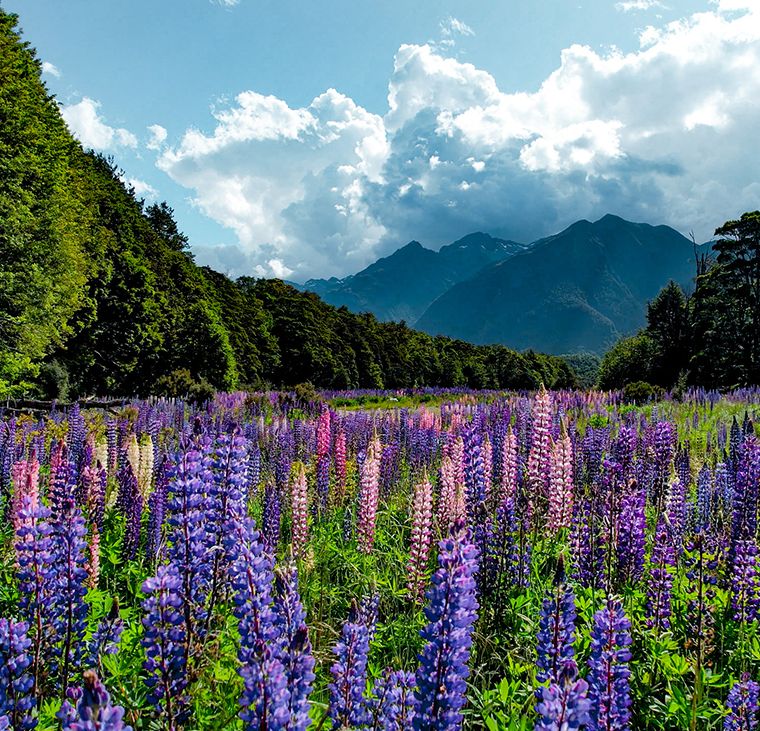 Summer Landscape - Purple Lupine Flower