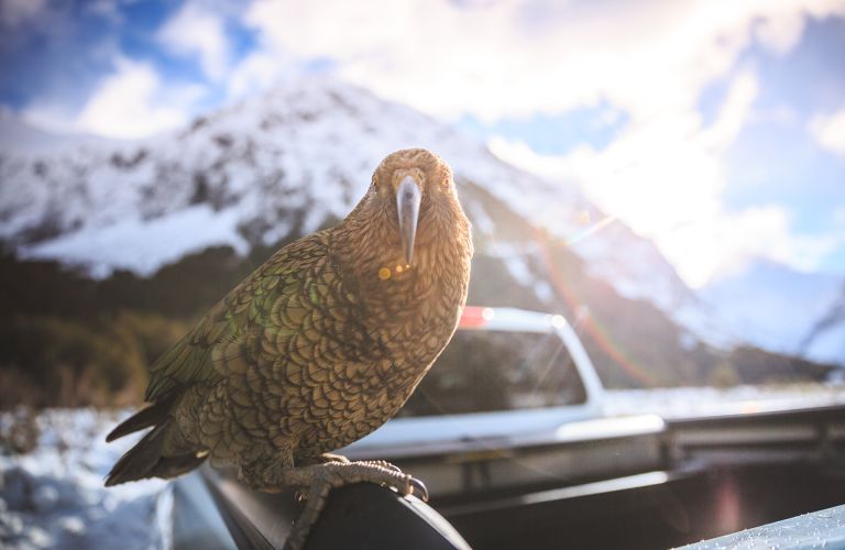 Wildlife of Milford Sound