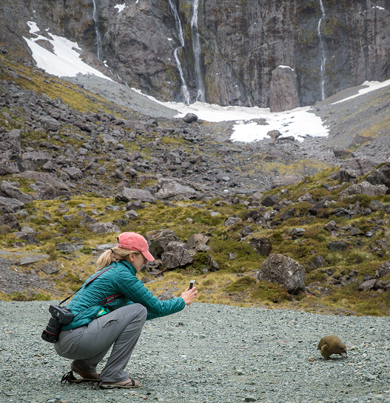 Visitors taking photo of Kea bird