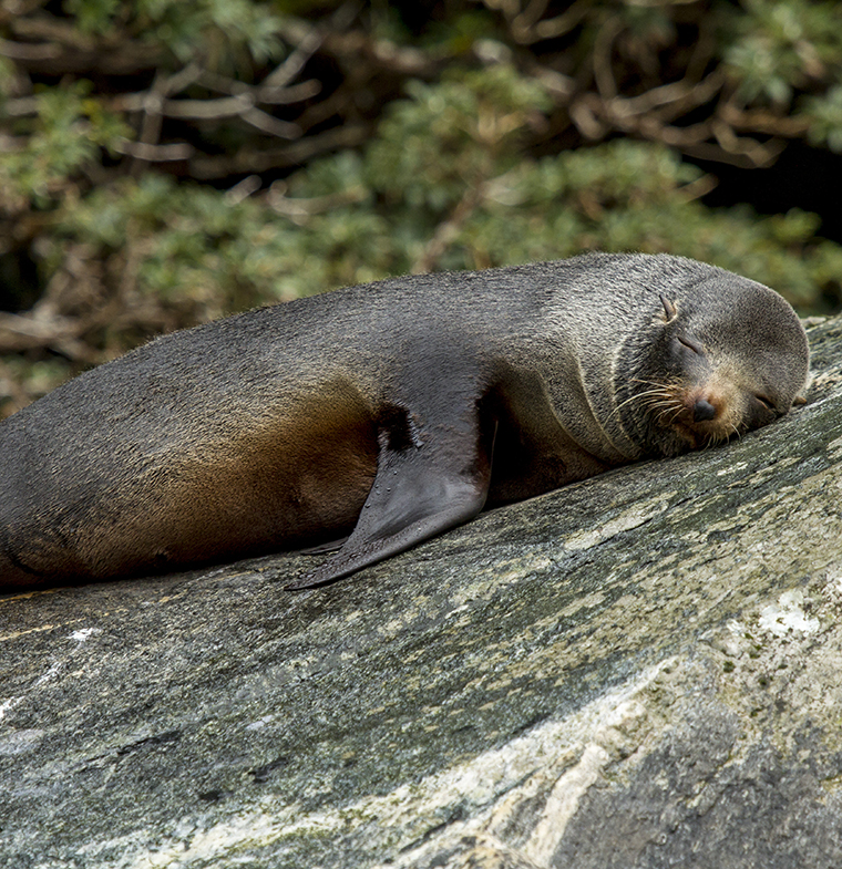 Milford Sound - Seal Rock