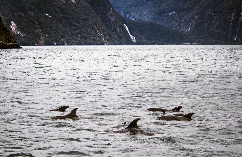 Wildlife of Milford Sound in Winters