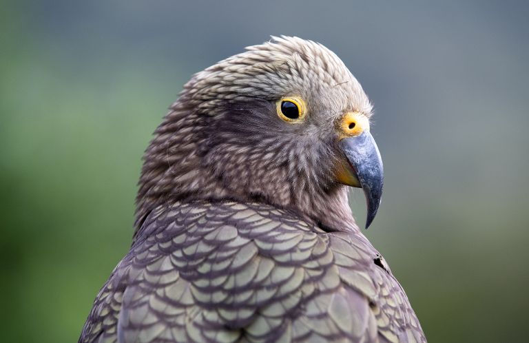 Kea bird - Milford Sound Tour