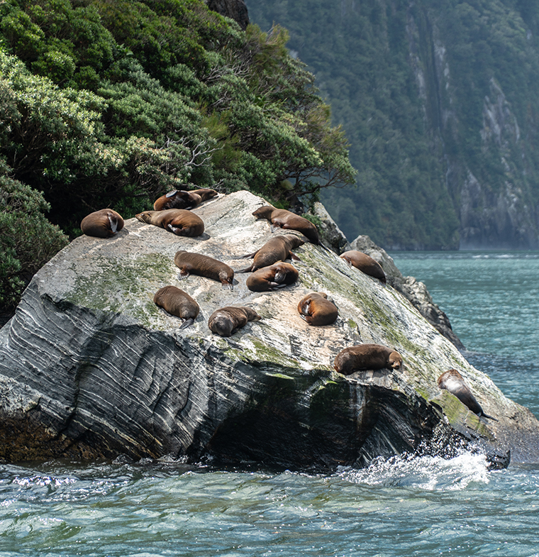 Milford Sound Seal Rock