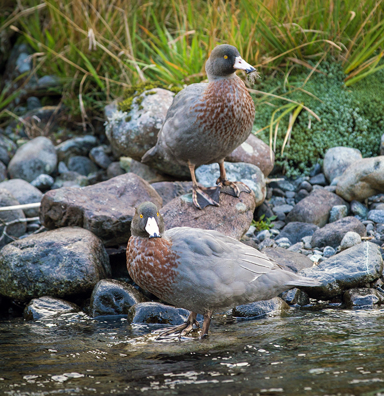 The top 5 reasons to book a Milford Sound day tour Wildlife tour in Milford Sound