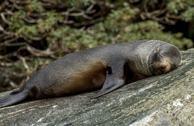 kekeno-new-zealand-fur-seal-rock-blog