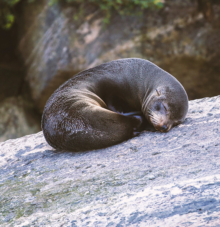 Milford Sound Rock seal